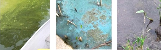 CHA Says Be On The Lookout For Algal Blooms